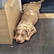 Athéa participe au concours pour gagner de l'argent avec cette photo : dog, indoor, floor, wood_floor, resting, laying_down, brown_dog, spotted_dog, pet, canine, animal, home, cozy, looking_up, relaxed, flooring, wooden_furniture, domestic_animal, cute, companion