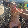 puppy, dog, outdoor, chair, woven_chair, sunlight, shadow, hands, tickling, happy, playful, pet, animal, grass, clothesline, sky, clouds, fence, tattoo, human_arm