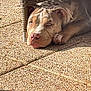 Athéa participe au concours pour gagner de l'argent avec cette photo : dog, pet, resting, sunlight, shadow, wicker_chair, patio, floor, outdoor, relaxed, canine, nap, brown_dog, closeup, animal, daylight, calm, quiet, furniture, texture