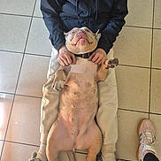 Athéa a rejoint le concours — aidez-le/la à gagner de superbes lots ! dog, person, floor, tile, sneakers, pants, jacket, pet, relaxed, belly_up, happy, indoor, casual_clothing, human_hand, comfort, animal, laying, smiling, domestic_animal, cute