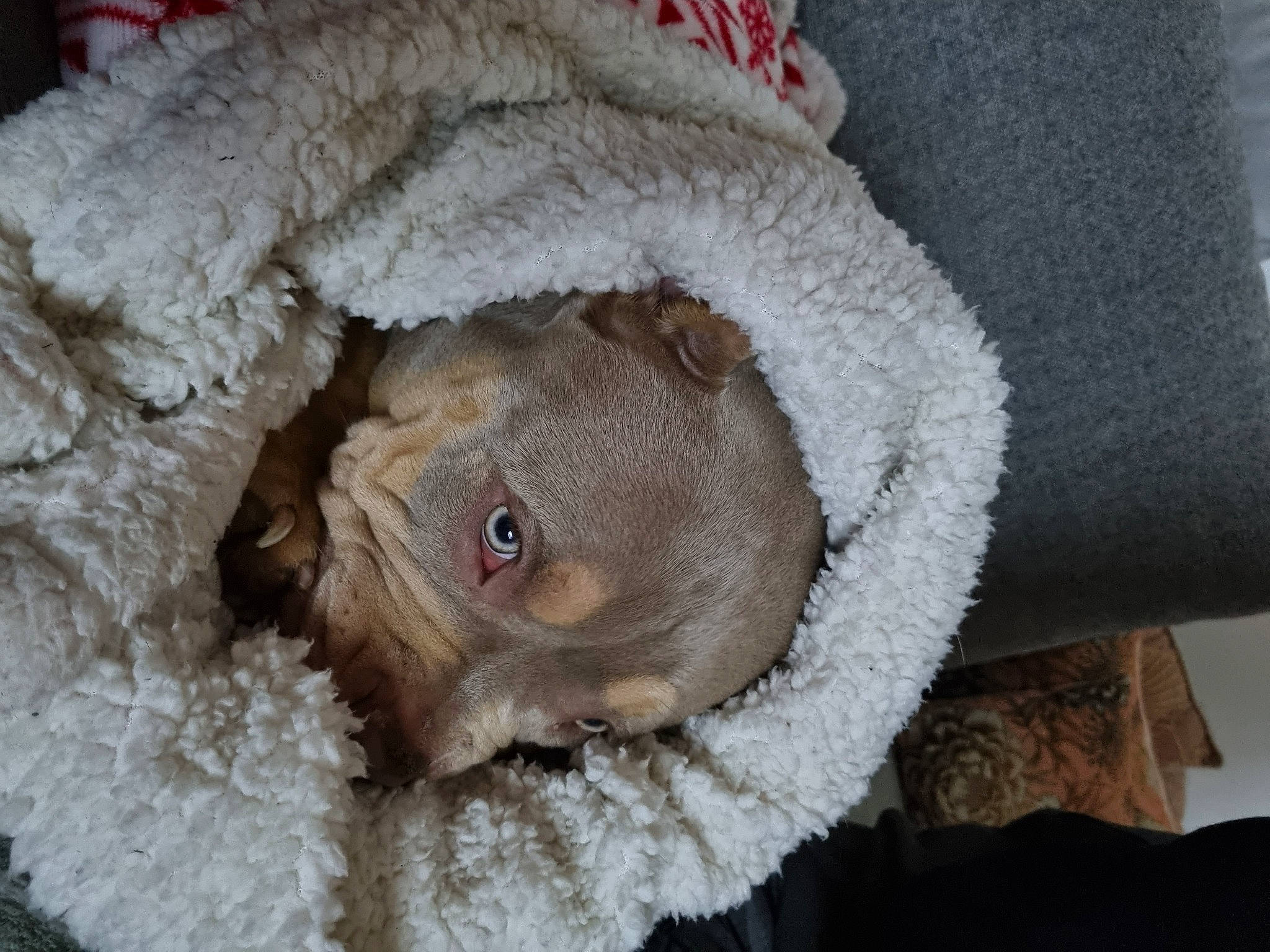 Taïa participe au concours pour gagner de l'argent avec cette photo : canidae, comfort, companion_dog, dog, dog_breed, ear, fawn, fur, liver, natural_material, snout, sporting_group, stuffed_toy, terrestrial_animal, wood, wool, working_animal, wrinkle