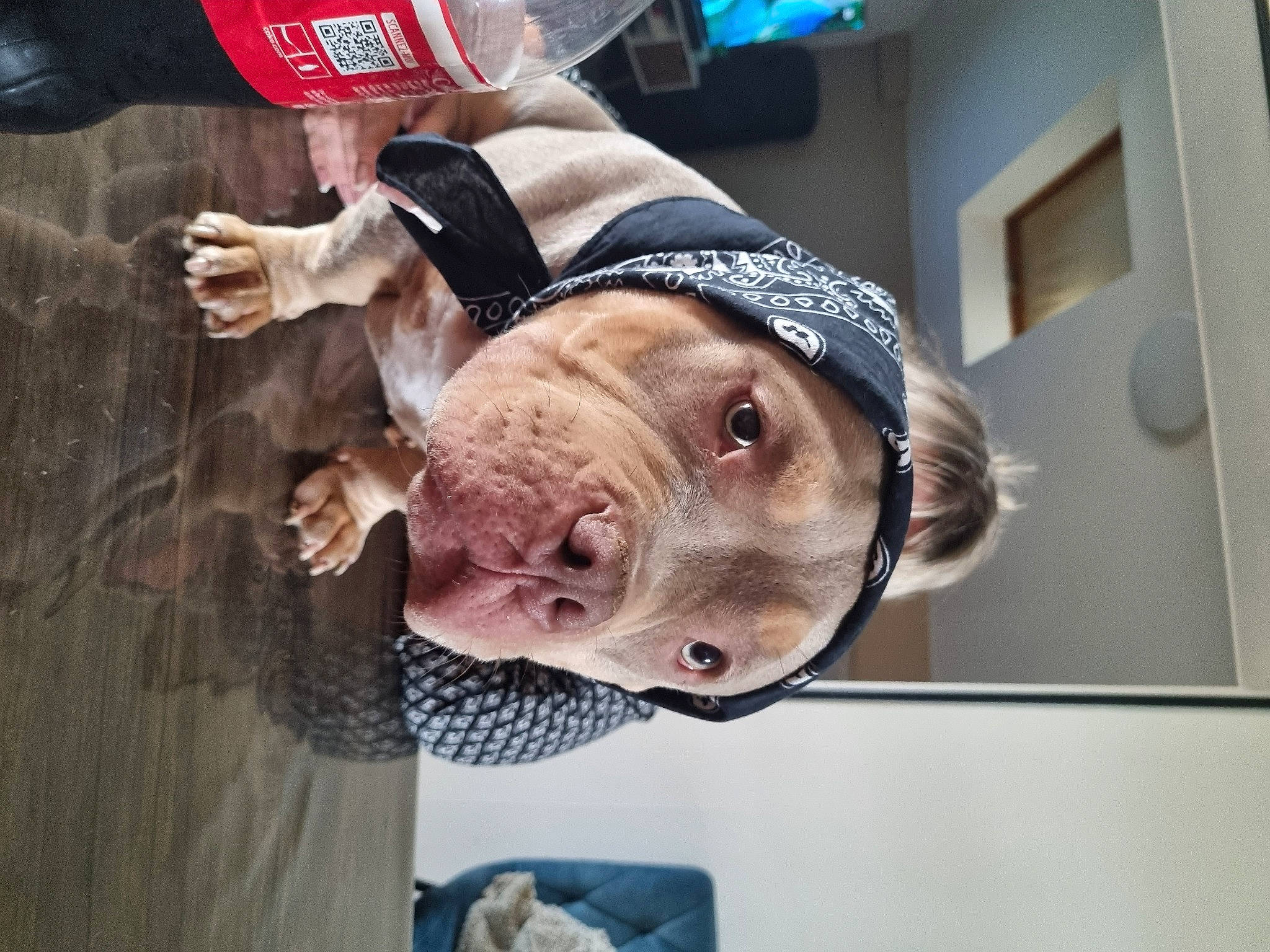 Taïa participe au concours pour gagner de l'argent avec cette photo : aluminum_can, carbonated_soft_drinks, cola, dog, dog_breed, flesh, fun, fur, gesture, jaw, selfie, snout, soft_drink, tin_can, working_animal, wrinkle