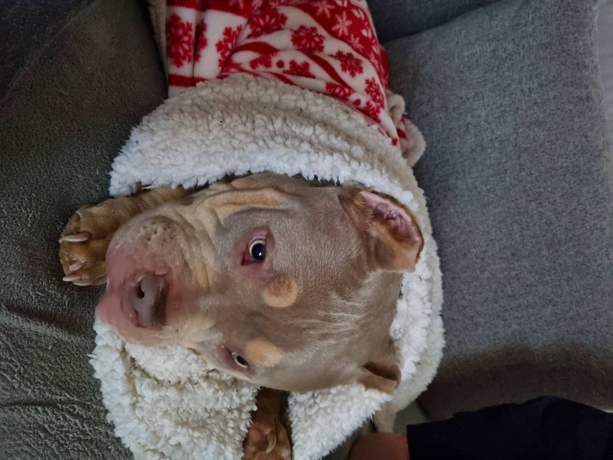 Taïa a rejoint le concours — aidez-le/la à gagner de superbes lots ! canidae, carnivore, comfort, companion_dog, couch, dog, dog_breed, ear, fawn, fur, linens, liver, non_sporting_group, snout, sporting_group, toy_dog, whiskers, working_animal