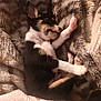 Dobby is registered to the contest to win money with this photo: puppy, dog, sleeping, blanket, cozy, fur, cute, pet, animal, resting, soft, warm, snuggled, young, domestic_animal, lying_down, close_up, indoor, adorable, peaceful