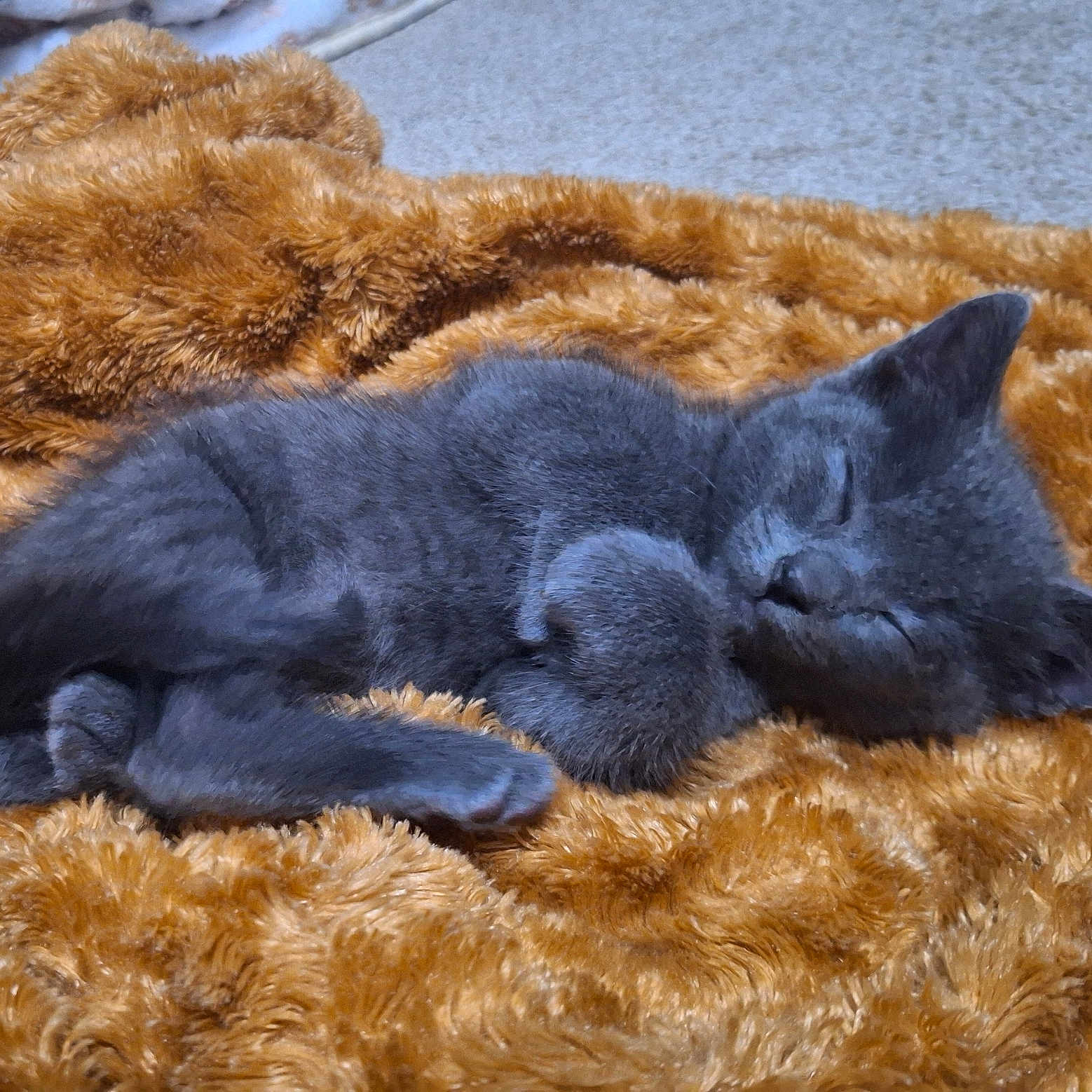 Norman Bates joined the competition — help win amazing prizes! abyssinian, animal, blackcat, blanket, canine, cat, clothing, couch, dog, egyptiancat, fur, furniture, homedecor, kitten, manx, person, pet, quilt, sleeping, velvet