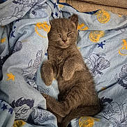 Guizmo a rejoint le concours — aidez-le/la à gagner de superbes lots ! kitten, cat, brown_fur, sleeping, sleepy, cute, pet, animal, indoor, blanket, couch, cozy, portrait, close_up, fluffy, relaxed, lying_down, home, cartoon_pattern, soft_lighting
