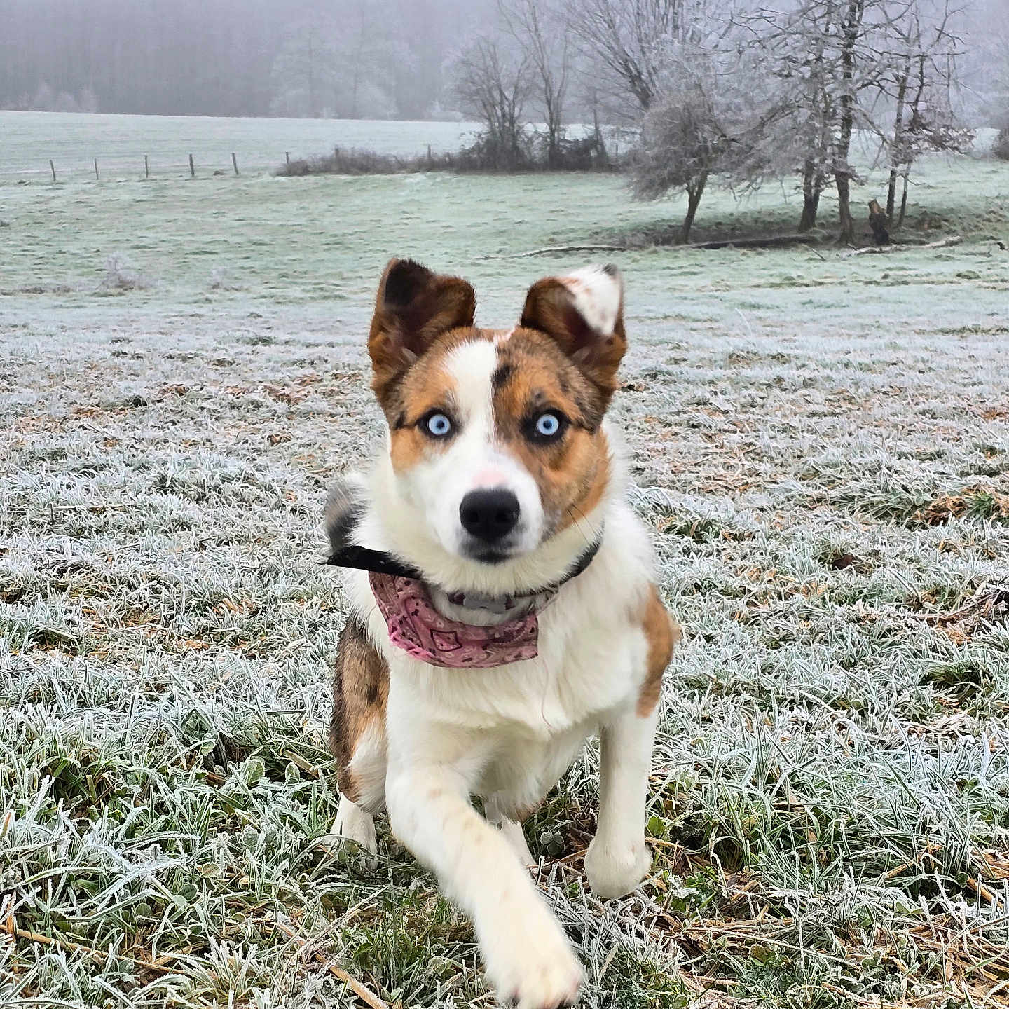 Vyper participe au concours pour gagner de l'argent avec cette photo : animal, canine, dog, field, frost, grass, grassland, hound, husky, ice, nature, outdoors, person, pet, plant, puppy, snow, tree, vegetation, weather