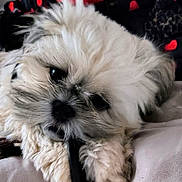 Dallas'Rose joined the competition — help win amazing prizes! dog, puppy, fluffy, white_dog, lying_down, cable, playful, mouth, close_up, indoor, cute, pet, fur, adorable, cozy, blanket, fabric, black_cable, resting, mischievous