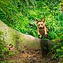 dog, forest, jumping, moss, greenery, nature, happy, animal, outdoor, canine, leap, motion, trail, sunlight, tree, wildlife, excited, playful, path, adventure