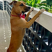 Estrella a rejoint le concours — aidez-le/la à gagner de superbes lots ! dog, bow_tie, balcony, railing, banana_leaves, greenery, outdoor, daylight, curious, standing, pet, canine, brown_dog, floor_tiles, sunlight, shadows, animal, nature, looking, ears