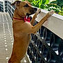 dog, bow_tie, balcony, railing, banana_leaves, greenery, outdoor, daylight, curious, standing, pet, canine, brown_dog, floor_tiles, sunlight, shadows, animal, nature, looking, ears