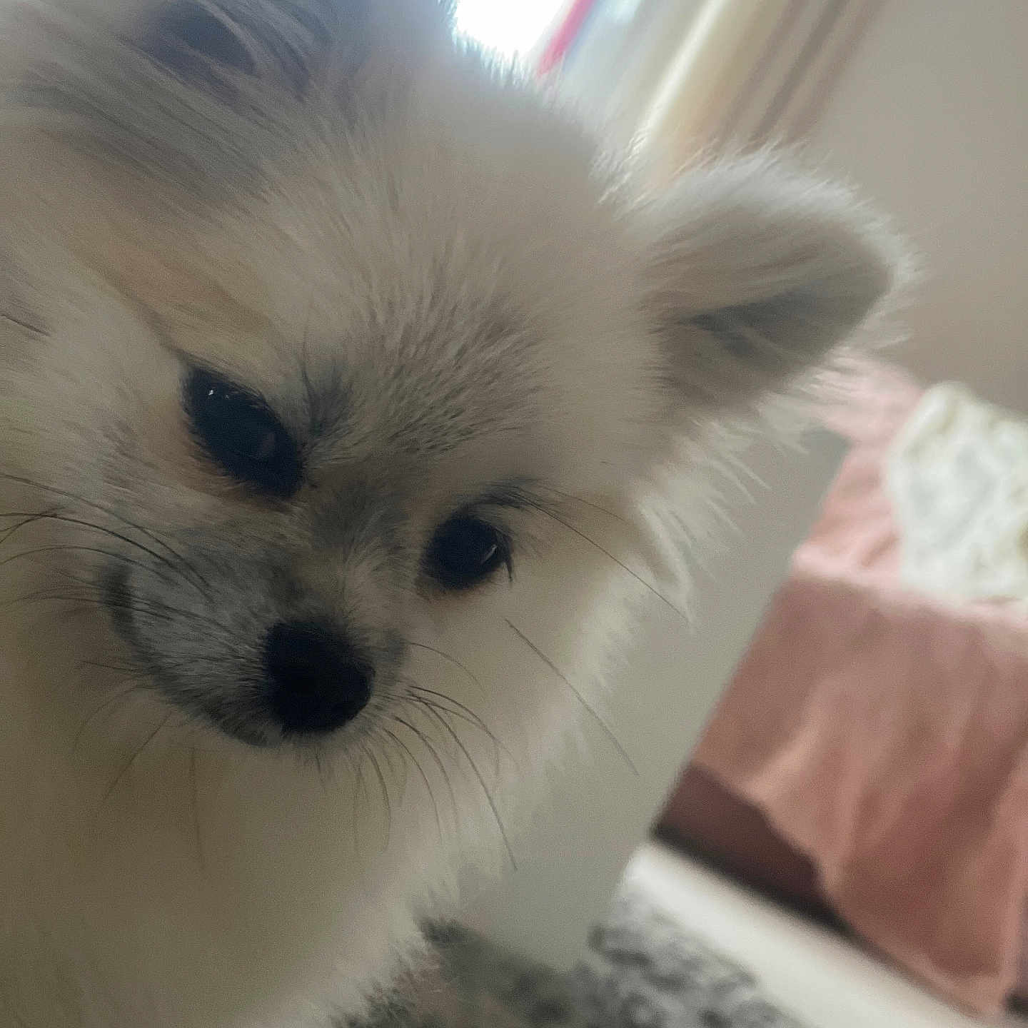 Vaya participe au concours pour gagner de l'argent avec cette photo : animal, bedroom, blanket, canine, close_up, companion, cozy, curious, cute, dog, domestic, ears, face, fluffy, fur, indoor, pet, soft, whiskers, white