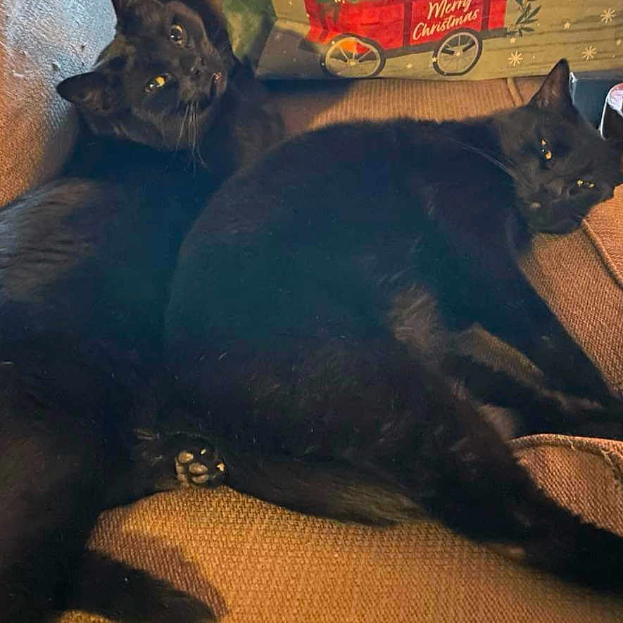 Sprocket And Loki is registered to the contest to win money with this photo: animal, architecture, blackcat, box, building, cat, chair, computer, couch, cushion, electronics, furniture, homedecor, kitten, laptop, machine, pc, pet, tabletcomputer, wheel