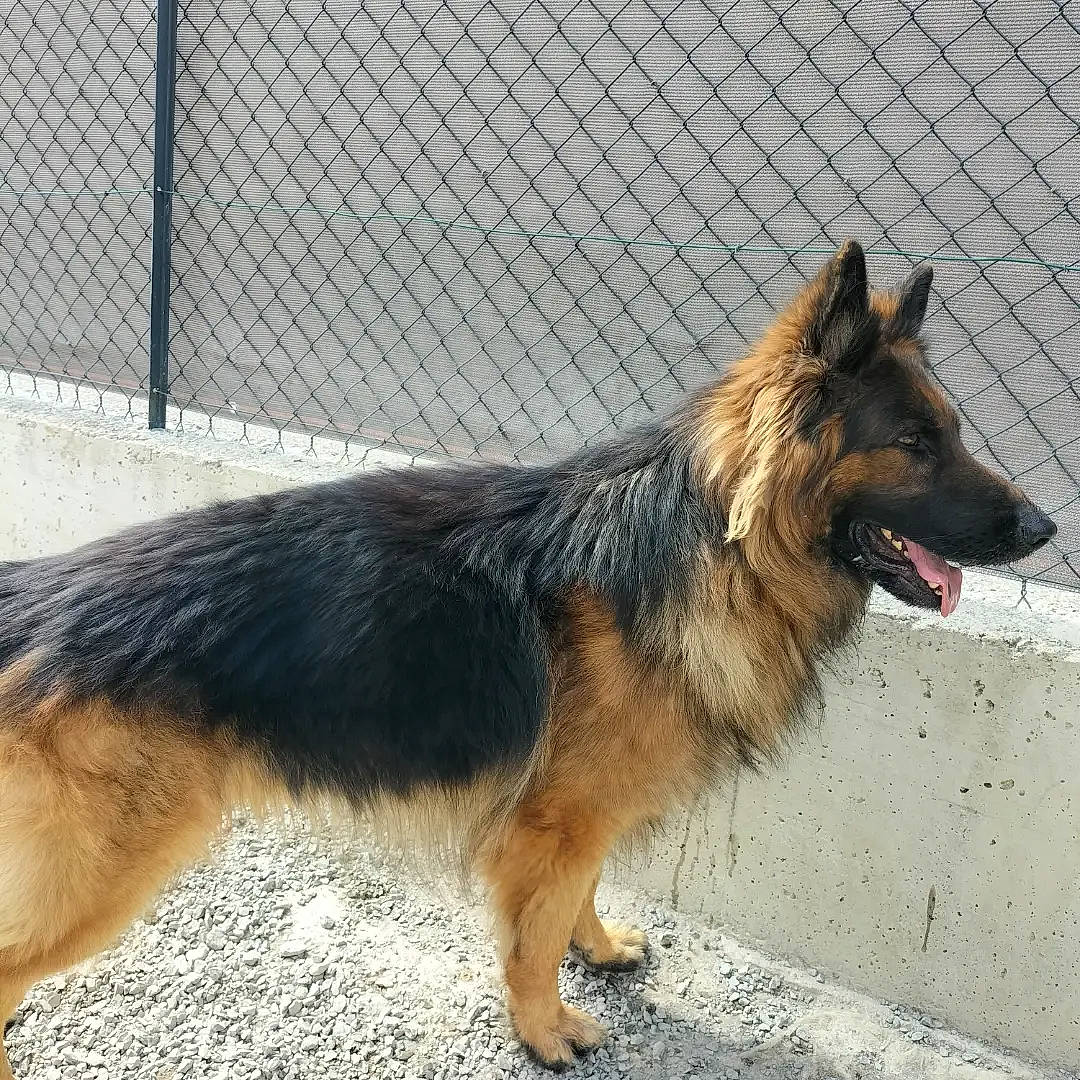 Benji a rejoint le concours — aidez-le/la à gagner de superbes lots ! canidae, carnivore, chain_link_fencing, companion_dog, dog, dog_breed, fence, foot, german_shepherd_dog, herding_dog, king_shepherd, mesh, old_german_shepherd_dog, paw, sporting_group, tail, terrestrial_animal, wire_fencing, working_animal, working_dog