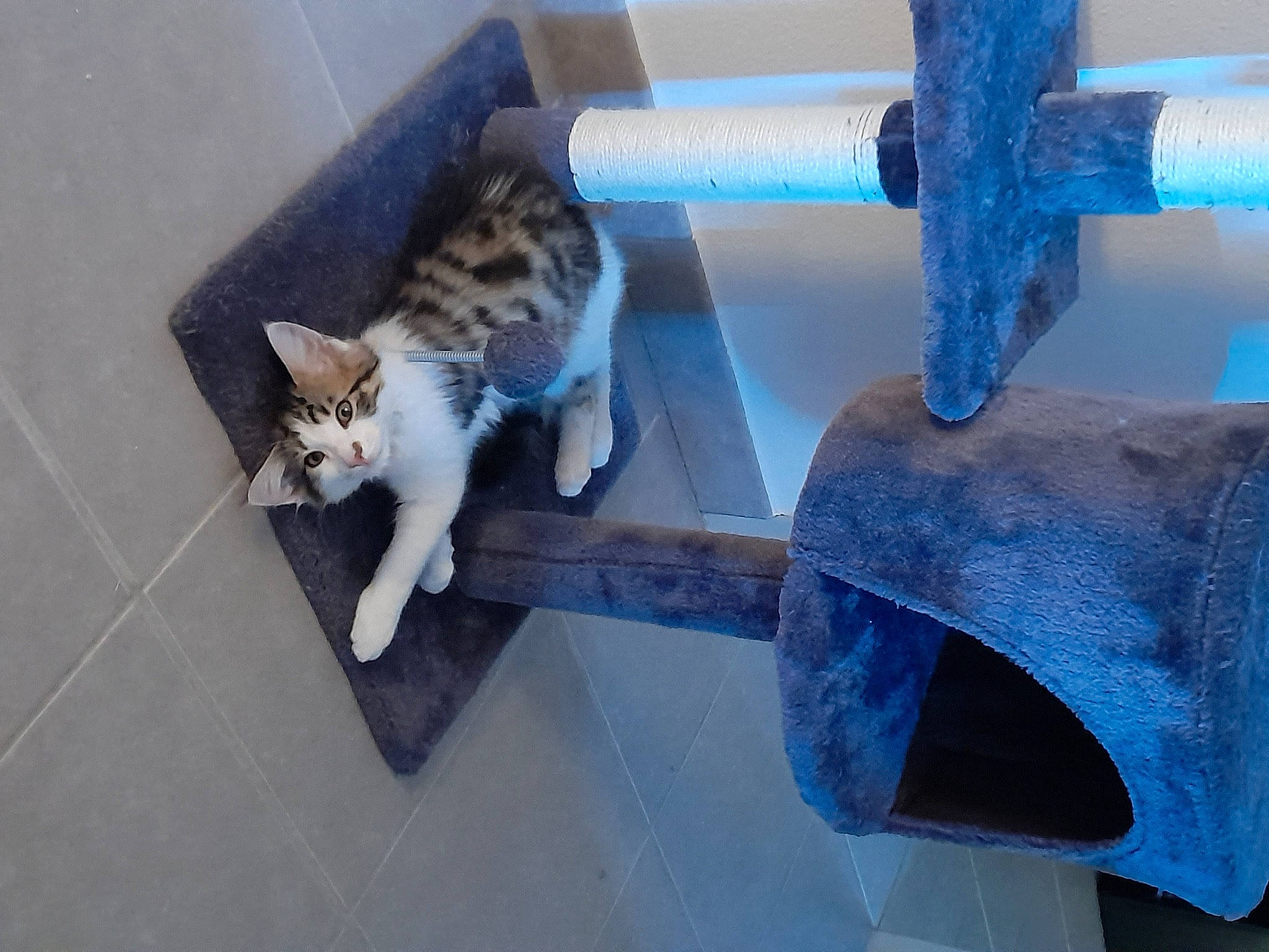 Tigrou participe au concours pour gagner de l'argent avec cette photo : carnivore, cat, cat_supply, domestic_short_haired_cat, electric_blue, felidae, fur, gas, hammer, metal, pet_supply, pipe, plumbing, small_to_medium_sized_cats, tail, tool, vertebrate, water, whiskers, wood