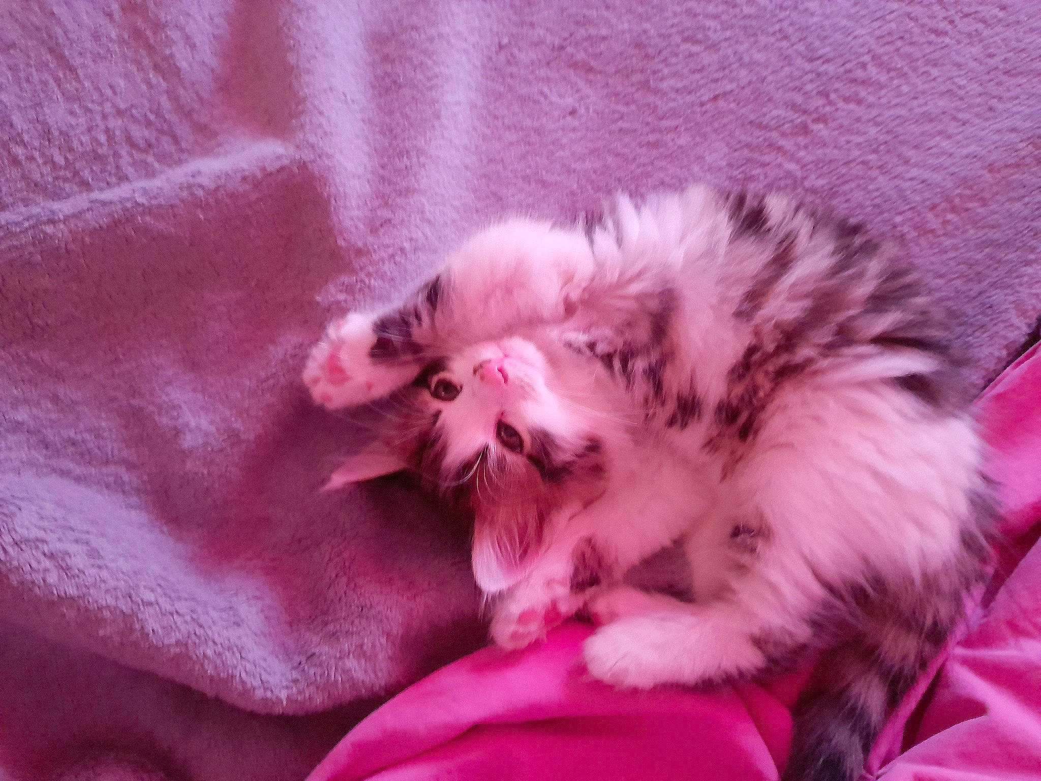 Tigrou a rejoint le concours — aidez-le/la à gagner de superbes lots ! canidae, carnivore, cat, claw, comfort, companion_dog, dog_breed, fang, felidae, fur, magenta, natural_material, paw, pink, small_to_medium_sized_cats, sporting_group, terrestrial_animal, whiskers, yawn