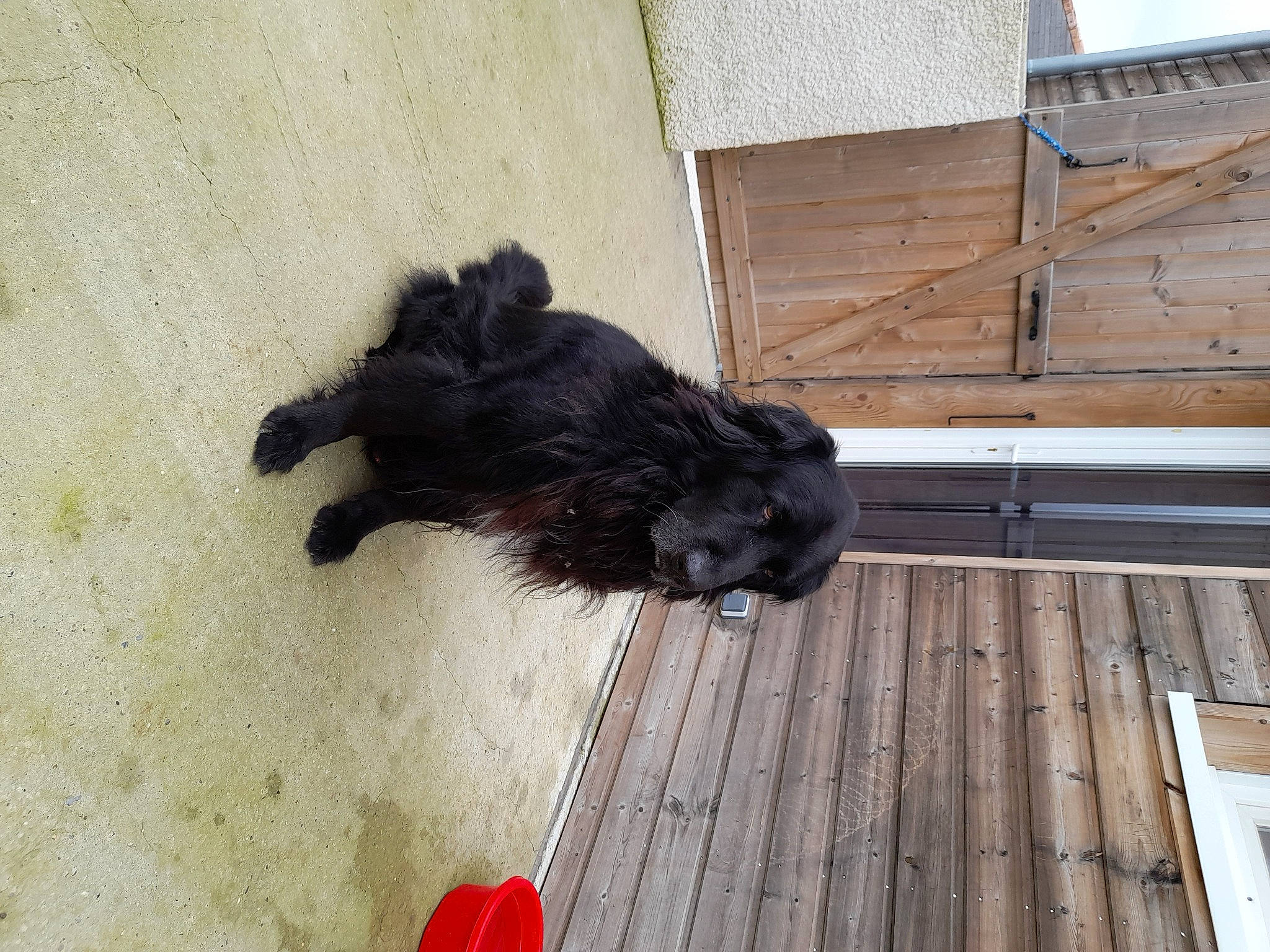 Bandit a rejoint le concours — aidez-le/la à gagner de superbes lots ! canidae, carmine, carnivore, companion_dog, dog, dog_breed, dog_supply, flooring, foot, fur, hardwood, liver, plank, sporting_group, tail, terrier, toy_dog, wood, wood_stain, working_animal