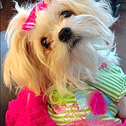 Serenity joined the competition — help win amazing prizes! adorable, animal, close_up, costume, curious_look, cute, decorative_clothing, dog, domestic_pet, fluffy, furry, green_shirt, head_tilt, indoor, pet, pink_bow, pink_skirt, portrait, small_dog, white_dog