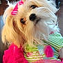 adorable, animal, close_up, costume, curious_look, cute, decorative_clothing, dog, domestic_pet, fluffy, furry, green_shirt, head_tilt, indoor, pet, pink_bow, pink_skirt, portrait, small_dog, white_dog