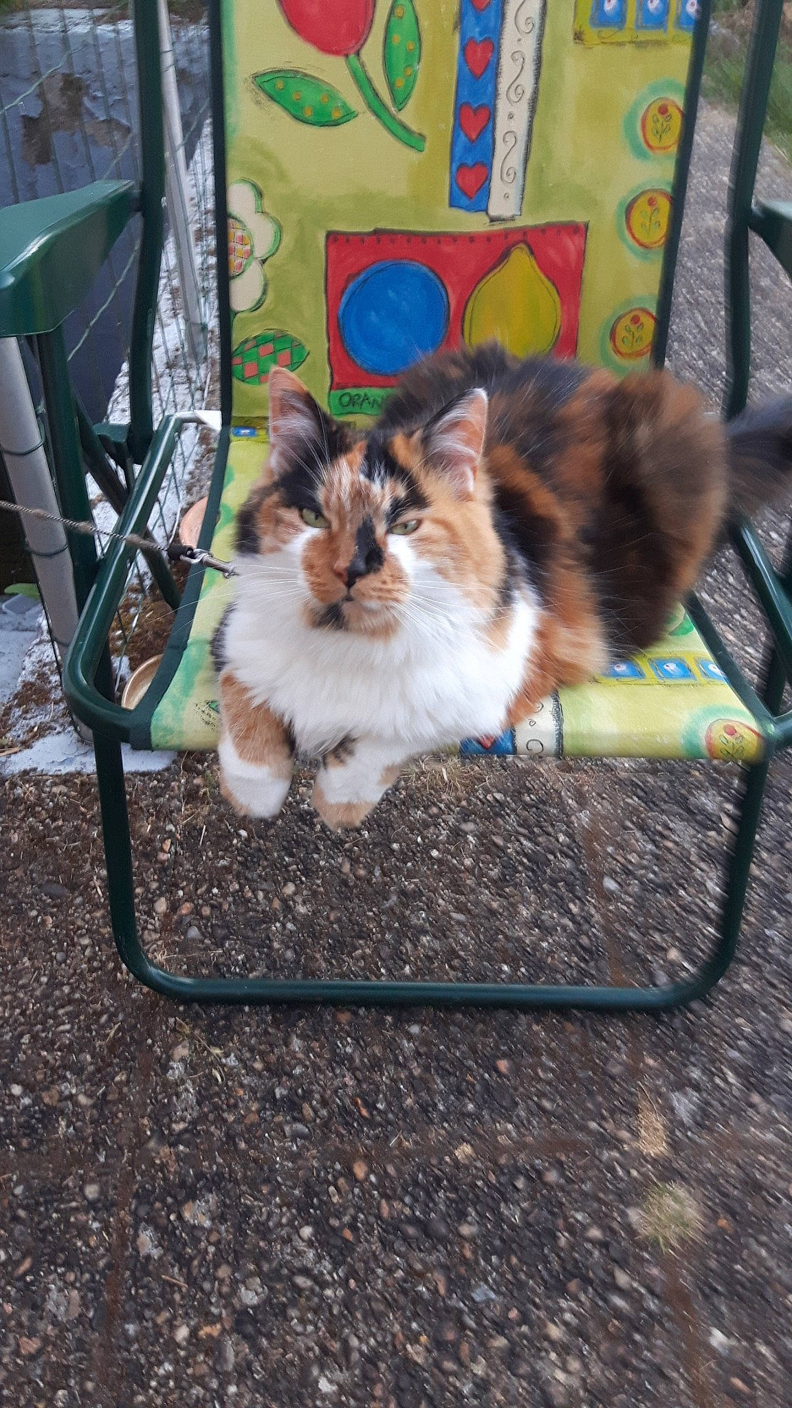 Kaline a rejoint le concours — aidez-le/la à gagner de superbes lots ! aegean_cat, carnivore, cat, felidae, fur, kitten, small_to_medium_sized_cats, tail, whiskers