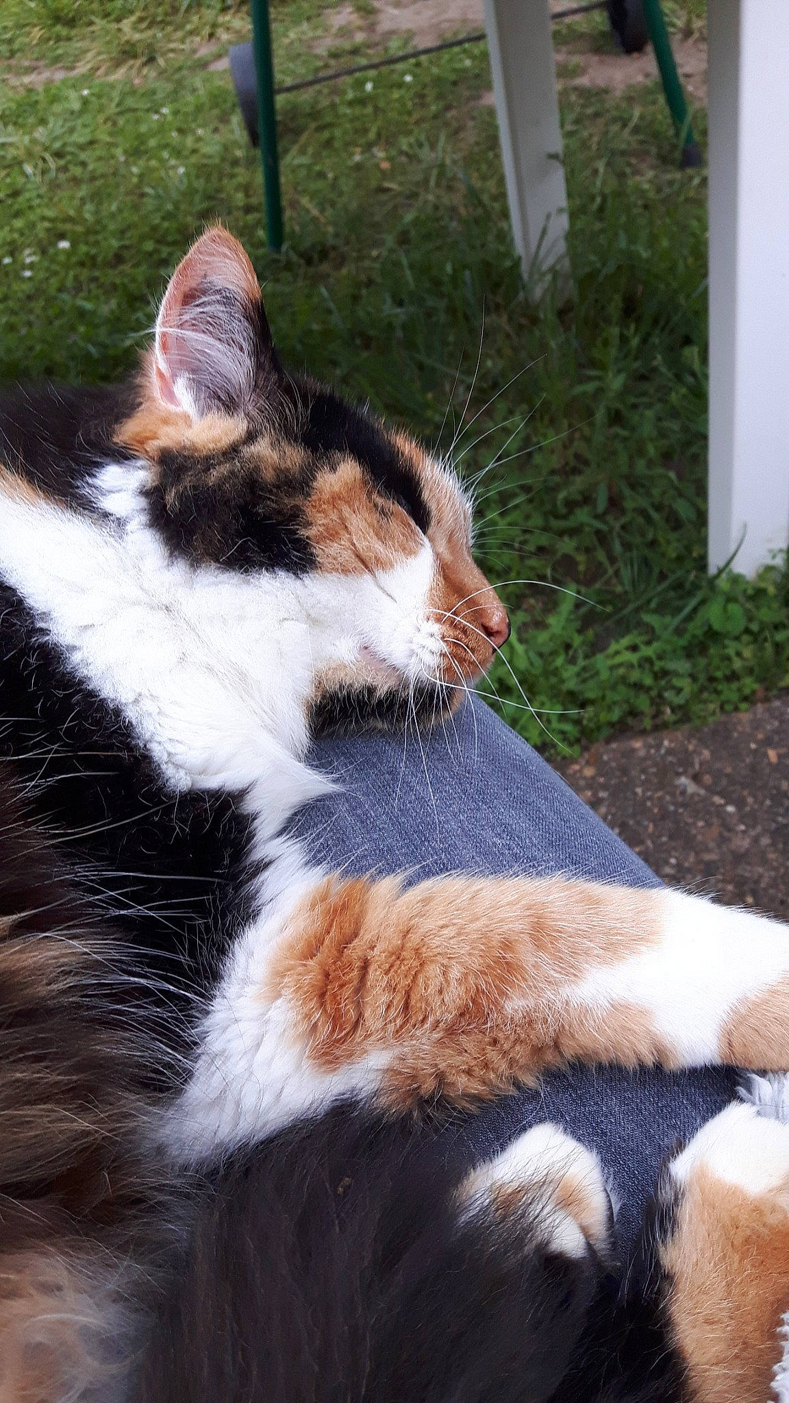 Kaline a rejoint le concours — aidez-le/la à gagner de superbes lots ! aegean_cat, american_wirehair, carnivore, cat, domestic_short_haired_cat, felidae, fur, mammal, polydactyl_cat, small_to_medium_sized_cats, snout, tail, whiskers