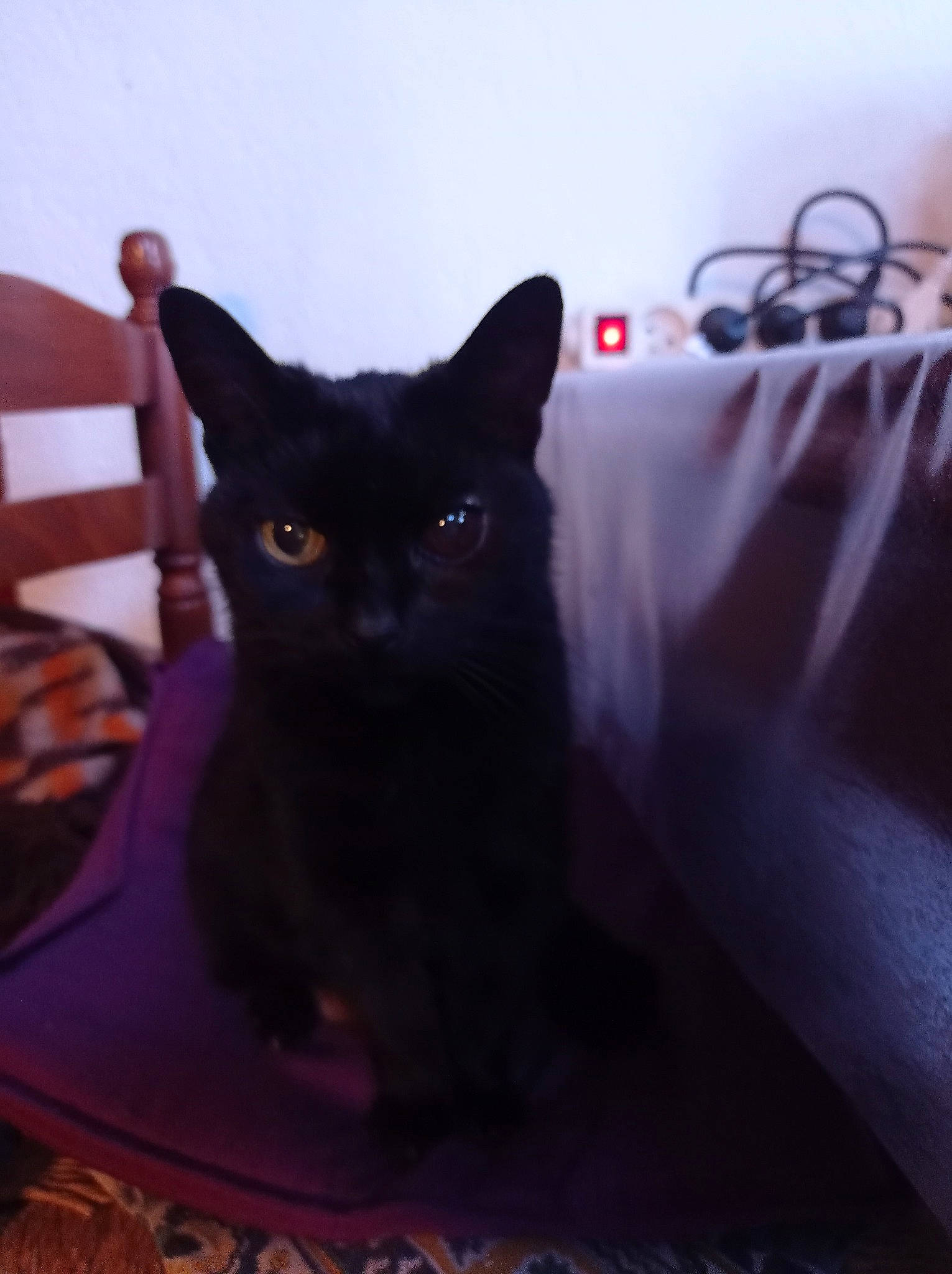 Bijou a rejoint le concours — aidez-le/la à gagner de superbes lots ! black_cat, bombay, carnivore, cat, cat_supply, chair, comfort, domestic_short_haired_cat, felidae, fur, gas, metal, pet_supply, purple, room, sitting, small_to_medium_sized_cats, snout, tail, whiskers