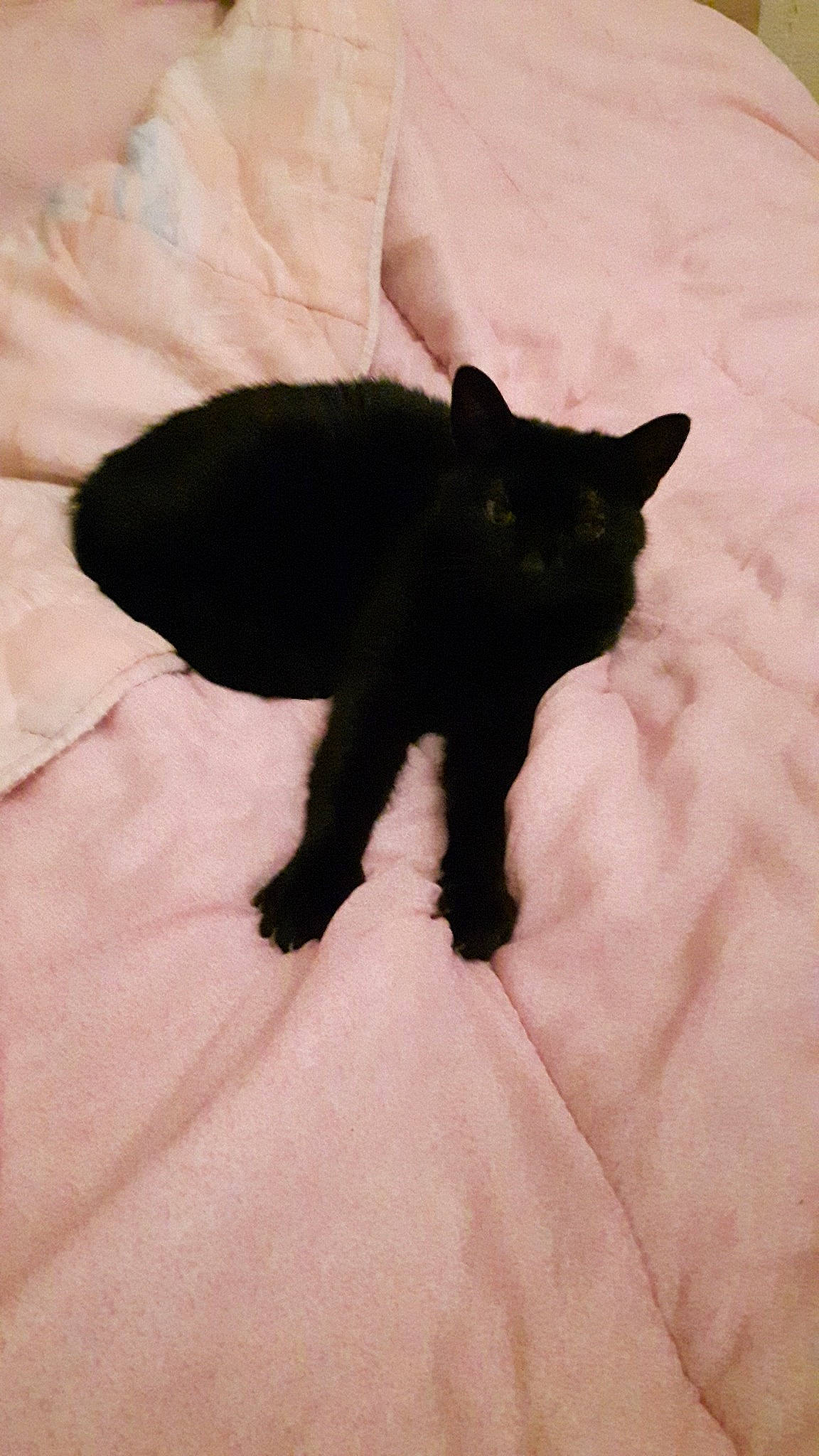 Bijou participe au concours pour gagner de l'argent avec cette photo : black, black_cat, bombay, carnivore, cat, domestic_short_haired_cat, felidae, fur, havana_brown, leg, small_to_medium_sized_cats, tail, whiskers