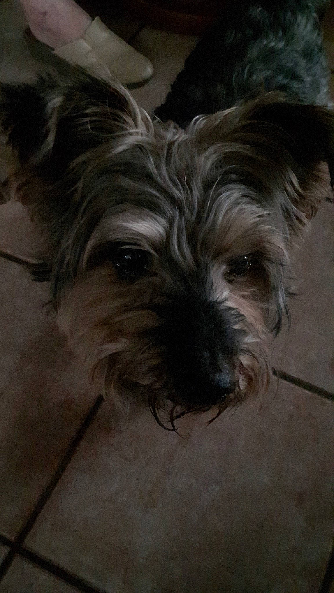 Evock participe au concours pour gagner de l'argent avec cette photo : australian_silky_terrier, biewer_terrier, cairn_terrier, canidae, carnivore, companion_dog, dog, dog_breed, glen_of_imaal_terrier, mammal, morkie, puppy, schnoodle, skye_terrier, small_terrier, snout, terrier, toy_dog, vertebrate, yorkshire_terrier