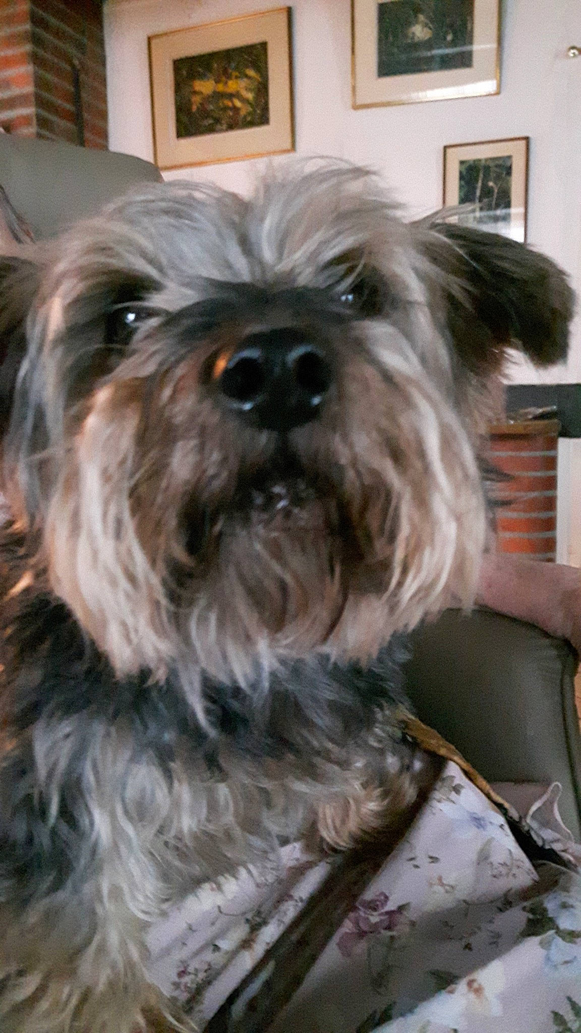 Evock a rejoint le concours — aidez-le/la à gagner de superbes lots ! affenpinscher, cairn_terrier, canidae, carnivore, catalan_sheepdog, companion_dog, dog, dog_breed, glen_of_imaal_terrier, mammal, miniature_schnauzer, morkie, rare_breed_dog, schnauzer, schnoodle, small_terrier, snout, sporting_group, terrier, vertebrate