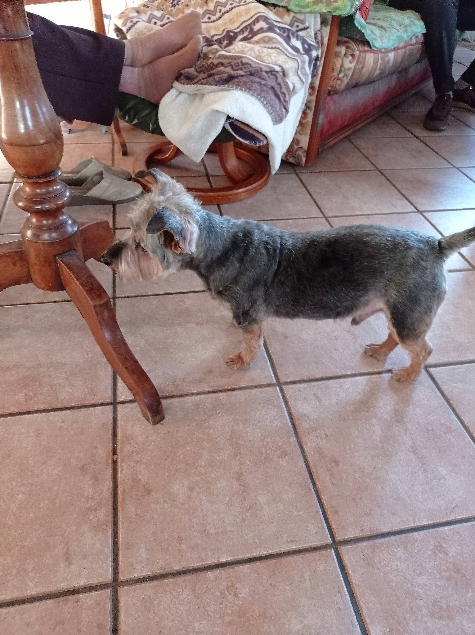 Evock participe au concours pour gagner de l'argent avec cette photo : carnivore, chair, comfort, companion_dog, dog_breed, fawn, felidae, floor, flooring, fur, hardwood, human_leg, leash, paw, road_surface, small_to_medium_sized_cats, sporting_group, tail, terrier, wood