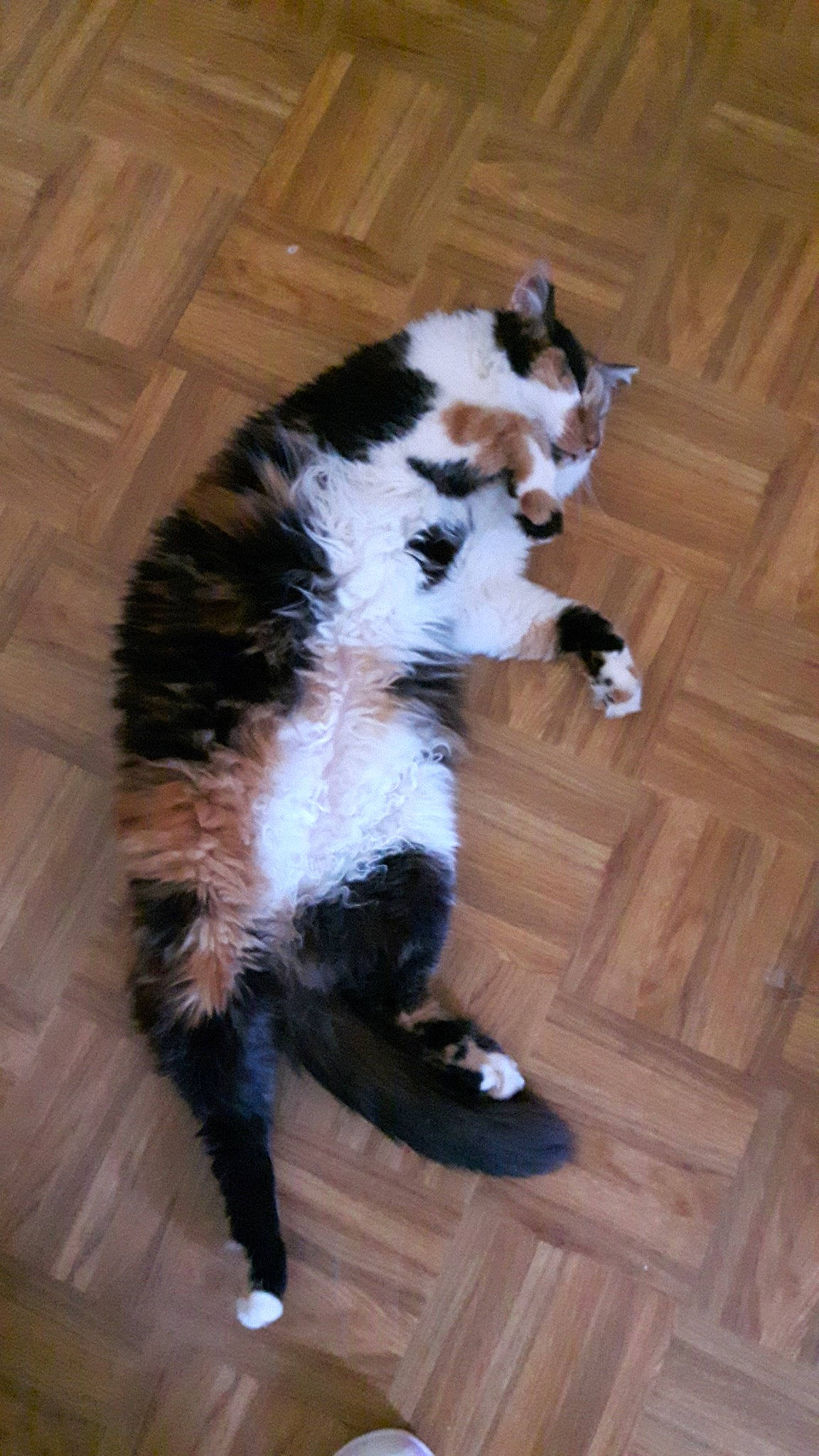 Kaline participe au concours pour gagner de l'argent avec cette photo : carnivore, cat, european_shorthair, felidae, fur, mammal, paw, polydactyl_cat, small_to_medium_sized_cats, tail, whiskers, wood