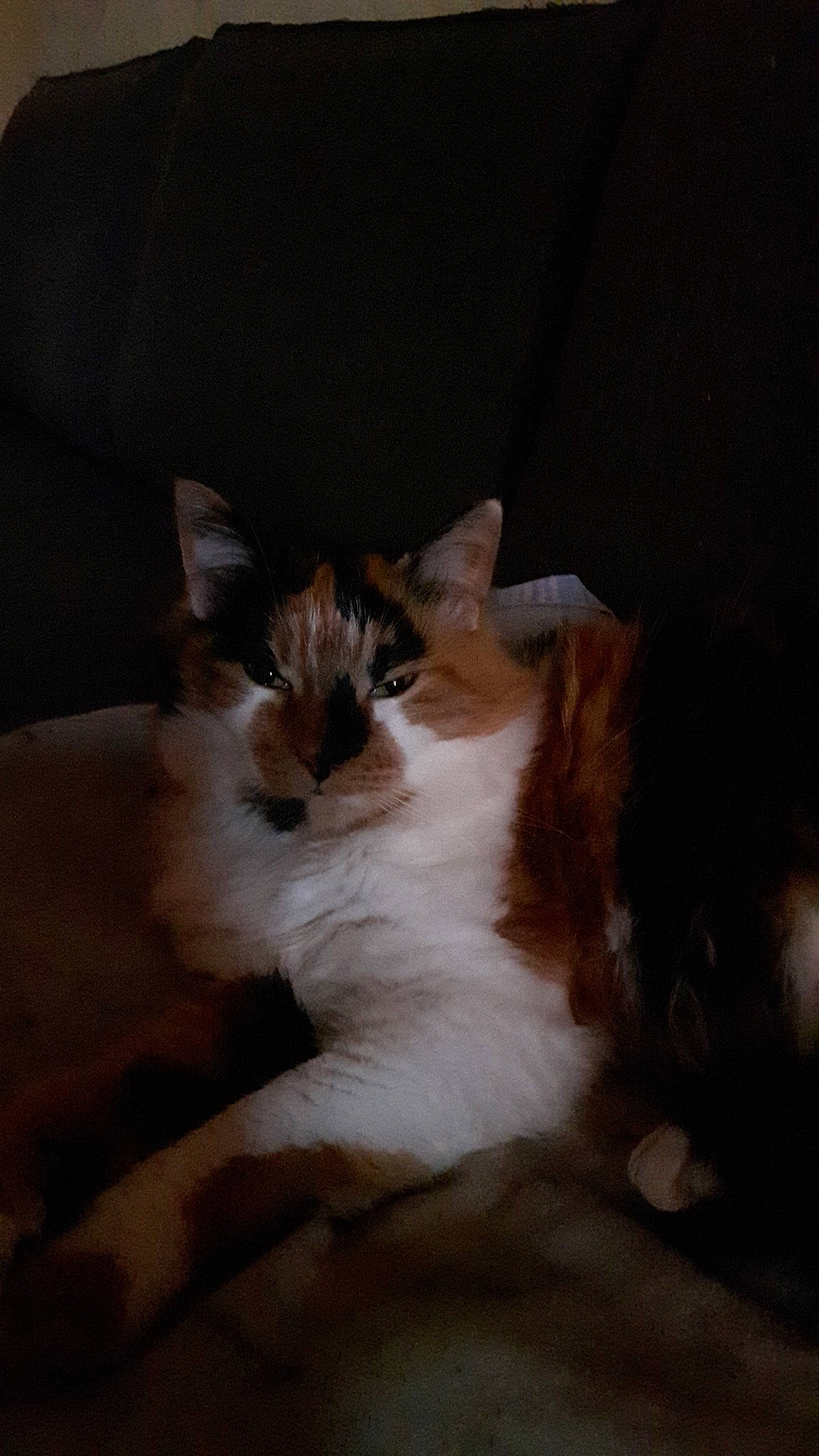 Kaline participe au concours pour gagner de l'argent avec cette photo : carnivore, cat, ear, felidae, fur, kitten, night, norwegian_forest_cat, sky, small_to_medium_sized_cats, snapshot, tail, whiskers