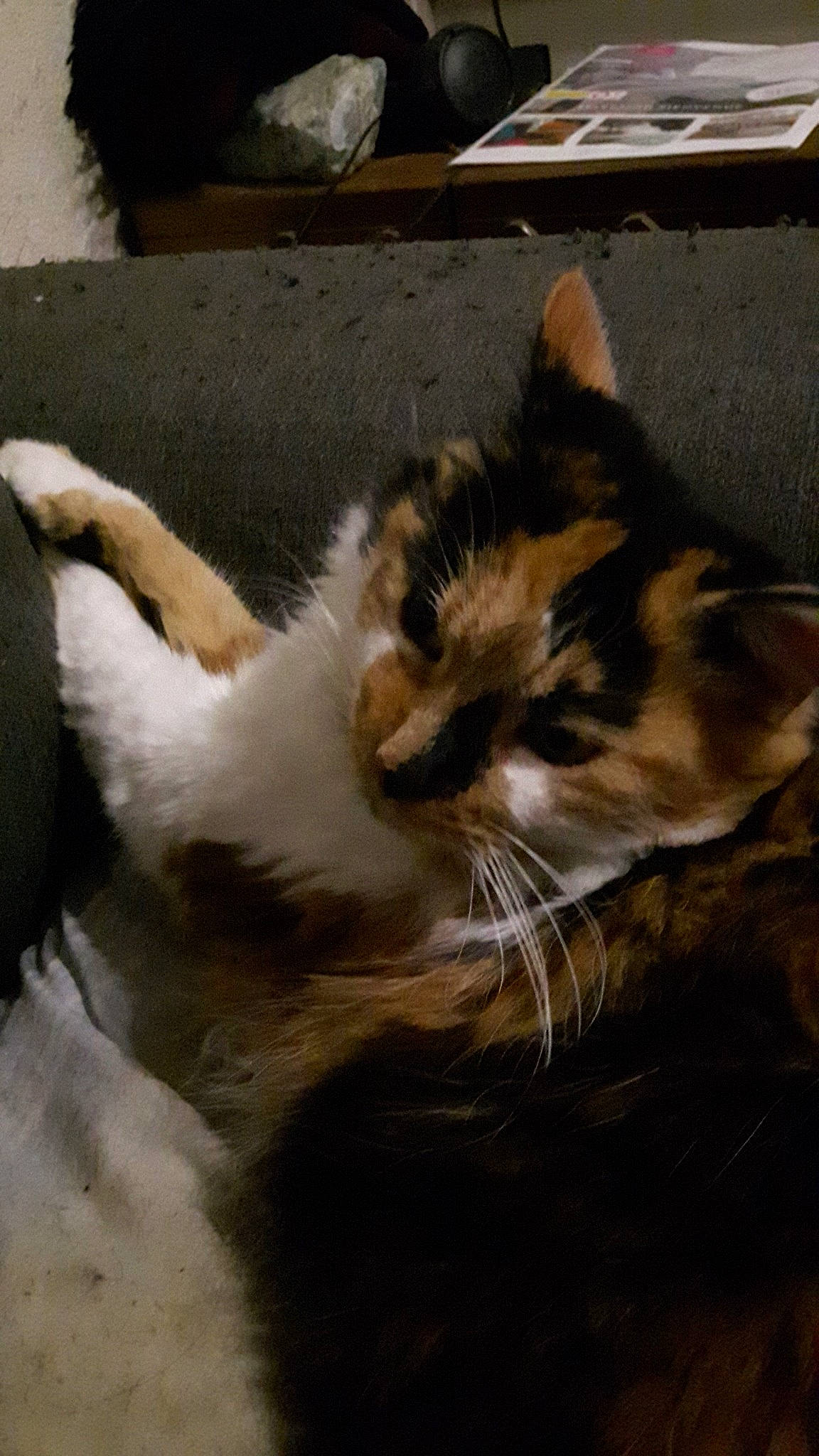 Kaline participe au concours pour gagner de l'argent avec cette photo : aegean_cat, asian, carnivore, cat, domestic_short_haired_cat, ear, european_shorthair, felidae, fur, kitten, ojos_azules, paw, polydactyl_cat, small_to_medium_sized_cats, snapshot, tabby_cat, tail, whiskers