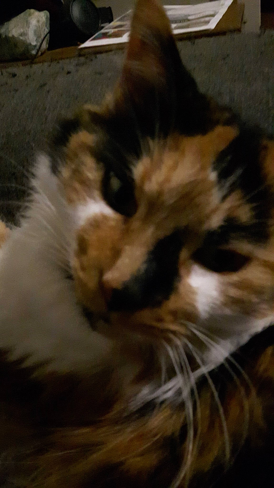 Kaline participe au concours pour gagner de l'argent avec cette photo : american_curl, asian, carnivore, cat, domestic_long_haired_cat, ear, european_shorthair, eye, felidae, fur, kitten, mammal, nose, photography, polydactyl_cat, small_to_medium_sized_cats, snapshot, snout, vertebrate, whiskers