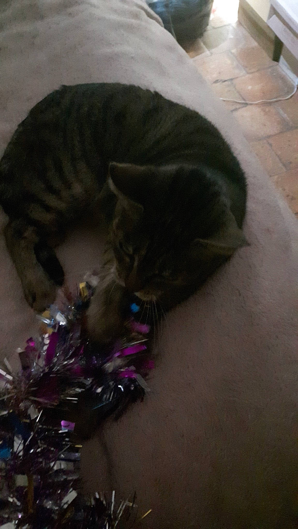 Praline a rejoint le concours — aidez-le/la à gagner de superbes lots ! carnivore, cat, collar, domestic_short_haired_cat, felidae, flagstone, fur, small_to_medium_sized_cats, snout, tabby_cat, tail, tile, whiskers