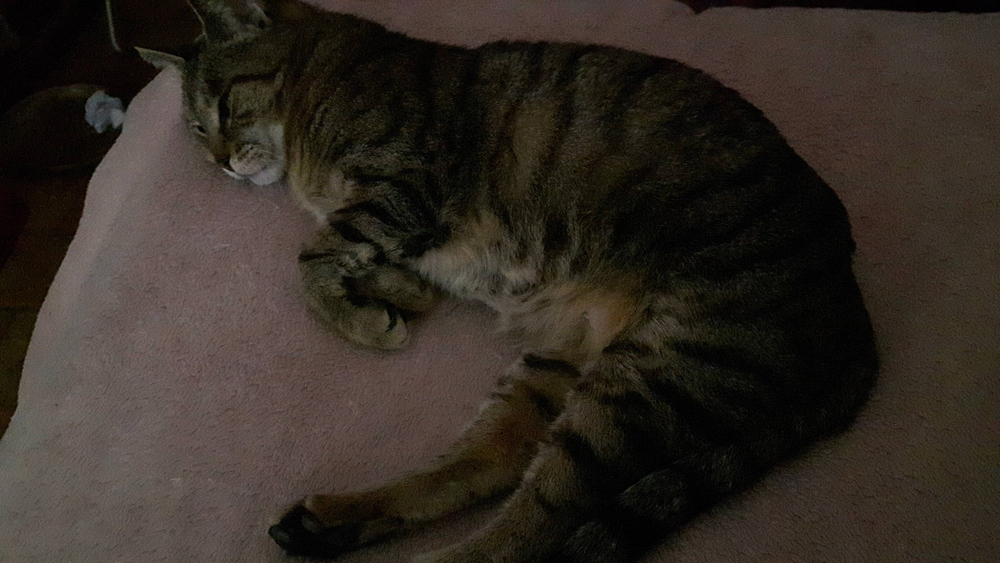 Praline participe au concours pour gagner de l'argent avec cette photo : california_spangled, carnivore, cat, comfort, domestic_short_haired_cat, european_shorthair, felidae, fur, mammal, small_to_medium_sized_cats, snout, tabby_cat, tail, terrestrial_animal, vertebrate, whiskers