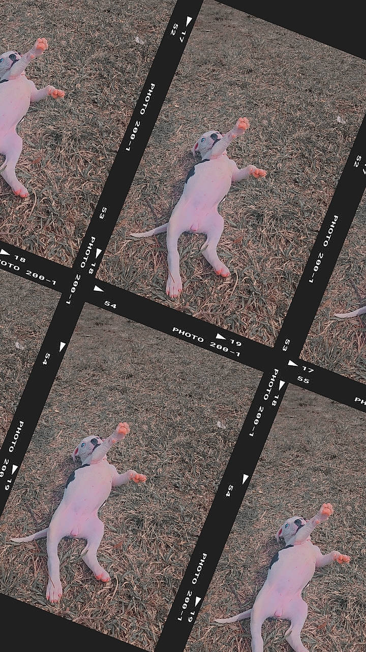 June is registered to the contest to win money with this photo: animation, art, asphalt, entertainment, event, fictional_character, fun, human, line, photo_caption, pink, road_surface, shadow, sidewalk, snapshot, tail, toy, visual_arts, white