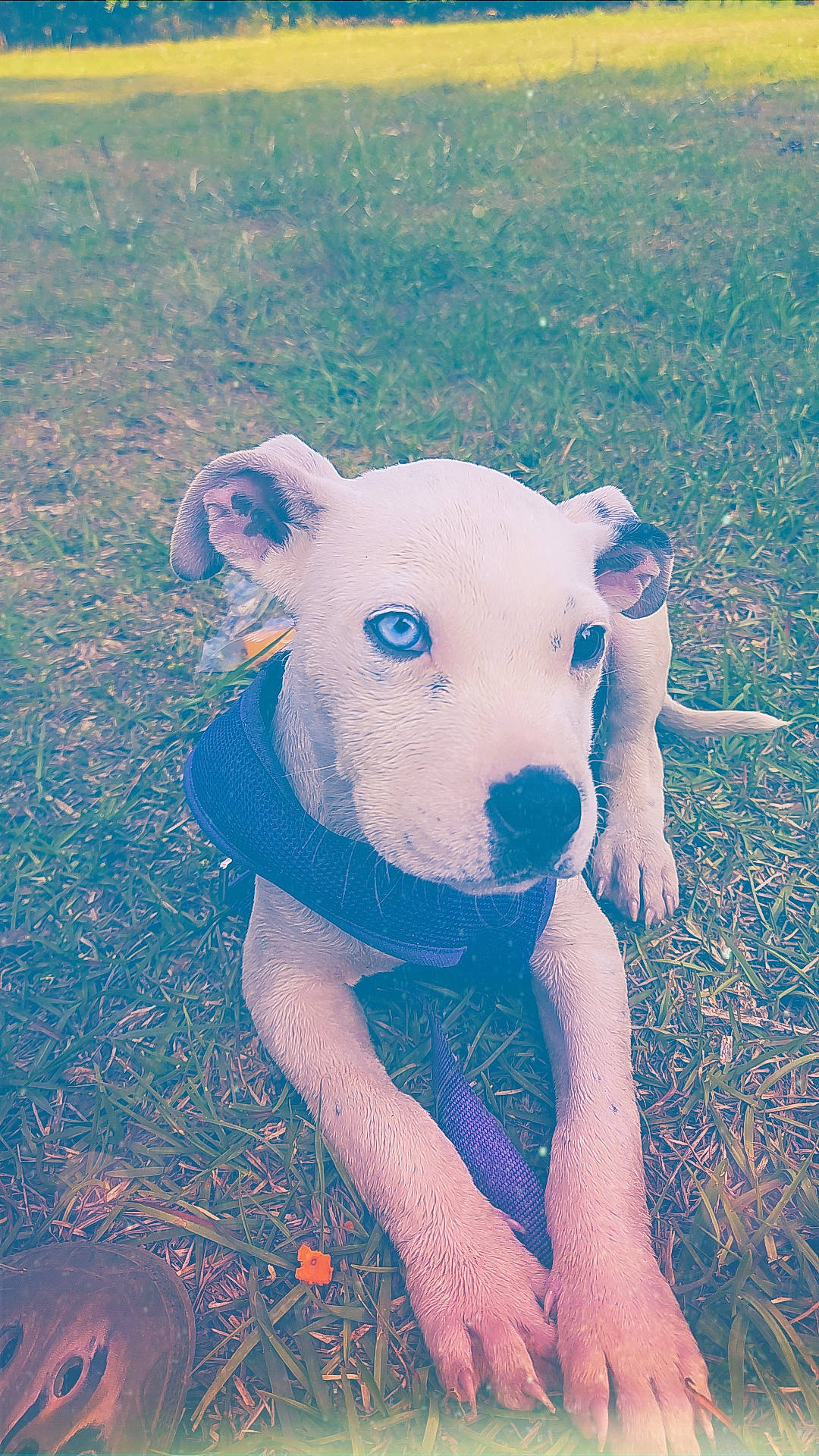 June is registered to the contest to win money with this photo: ball, carnivore, companion_dog, dog, dog_breed, electric_blue, fawn, flash_photography, grass, grassland, happy, people_in_nature, sky, snout, soil, tail, terrestrial_animal, toy, toy_dog, working_animal