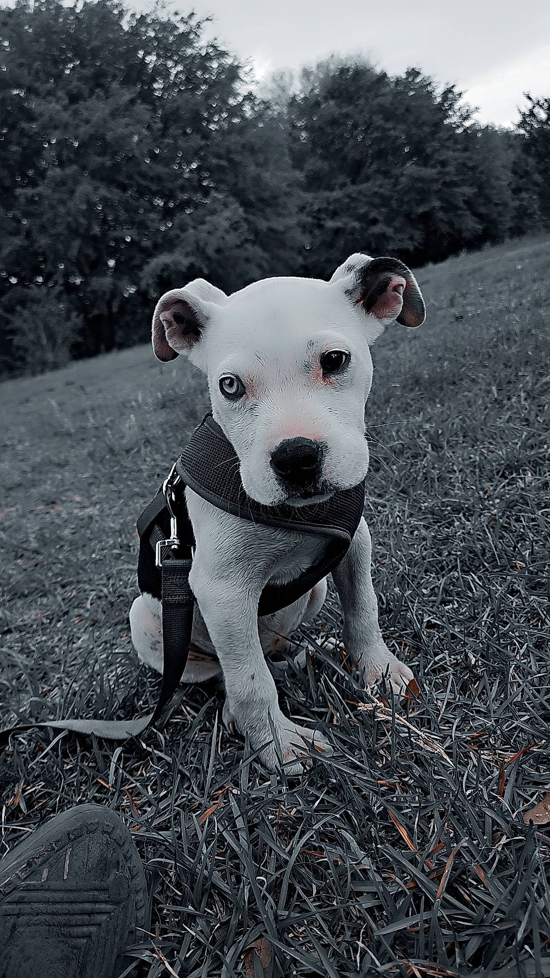 June is registered to the contest to win money with this photo: canidae, carnivore, companion_dog, dog, dog_breed, eye, fawn, flash_photography, grass, monochrome, monochrome_photography, plant, sky, snout, sporting_group, tail, terrestrial_animal, tree, whiskers, working_animal