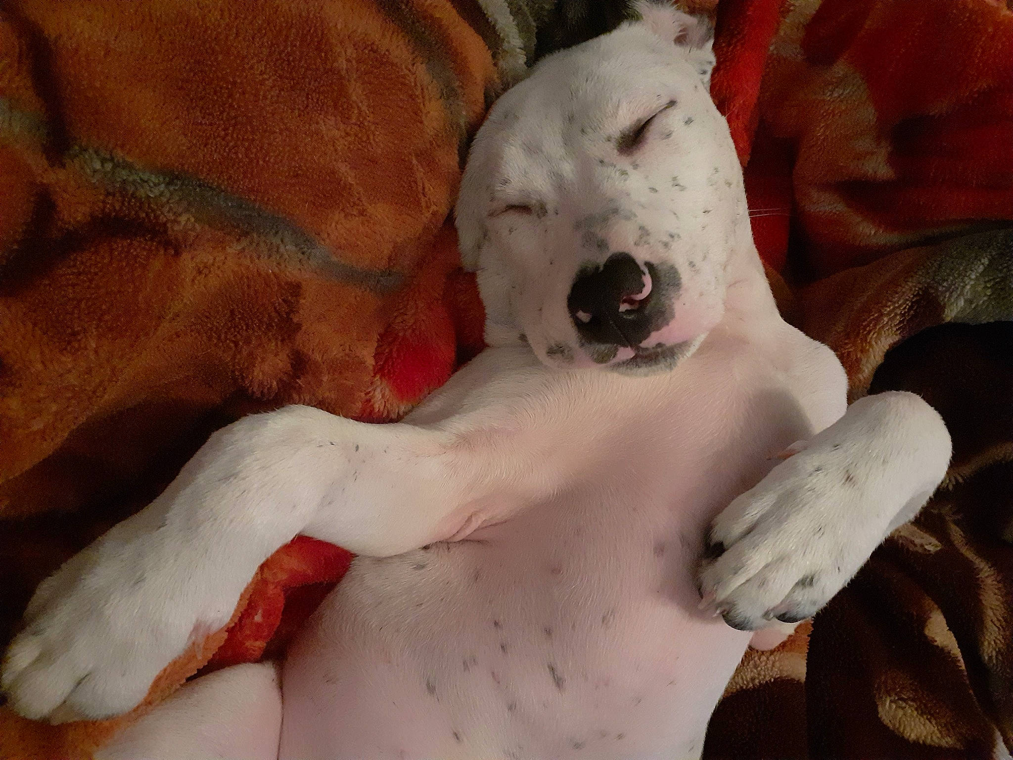 Ruby participe au concours pour gagner de l'argent avec cette photo : abdomen, art, bone, canidae, carnivore, chest, companion_dog, dog, dog_breed, fang, fawn, fictional_character, fur, human_body, jaw, paw, snout, sporting_group, toy, trunk