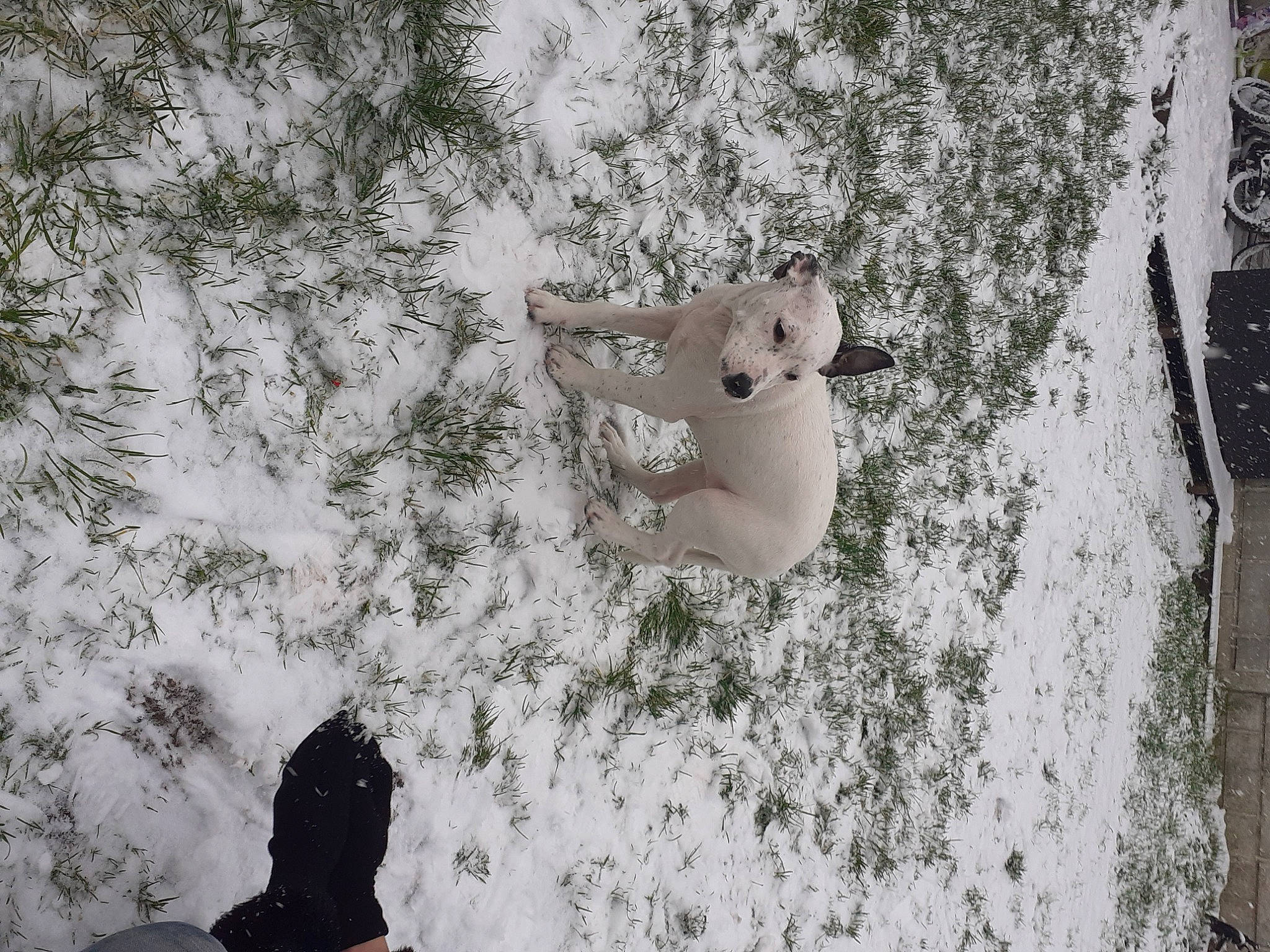 Ruby a rejoint le concours — aidez-le/la à gagner de superbes lots ! art, asphalt, beauty, black_and_white, branch, concrete, font, freezing, gesture, grass, grey, monochrome, monochrome_photography, road_surface, snow, style, tints_and_shades, twig, winter, wood