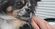 Pongo is registered to the contest to win money with this photo: dog, close_up, pet, fur, hand, outdoor, white_siding, calm, content, fluffy, black_fur, white_fur, tan_fur, portrait, animal, companionship, relaxed, domestic, cute, friendly