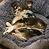 Pongo joined the competition — help win amazing prizes! dog, sleeping, pet_bed, fluffy, cozy, curled_up, indoor, brown_floor, small_dog, fur, relaxed, resting, cute, animal, companion, domestic, cute_pet, quiet, home, comfortable
