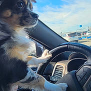 Pongo is registered to the contest to win money with this photo: dog, puppy, jeep, steering_wheel, car_interior, window, blue_sky, clouds, parking_lot, hand, pet, animal, fur, ears, eyes, side_view, daytime, vehicle, dashboard, cute