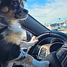 dog, puppy, jeep, steering_wheel, car_interior, window, blue_sky, clouds, parking_lot, hand, pet, animal, fur, ears, eyes, side_view, daytime, vehicle, dashboard, cute