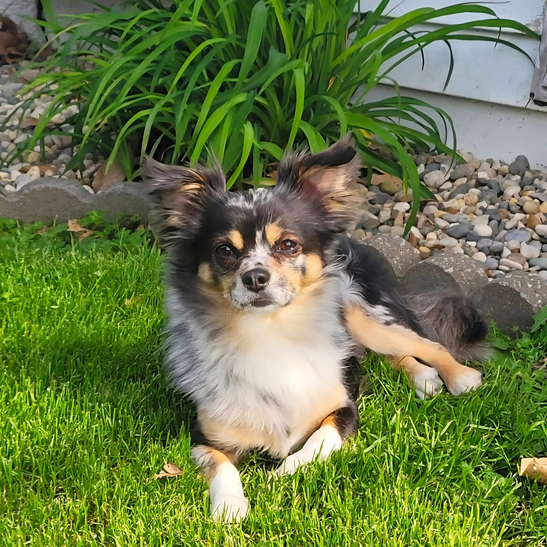 Pongo is registered to the contest to win money with this photo: dog, grass, outdoor, pet, canine, greenery, plant, garden, fur, animal, nature, sunlight, relaxing, laying_down, ears, face, eyes, snout, small_dog, backyard