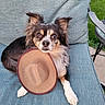 Pongo is registered to the contest to win money with this photo: dog, pet, hat, chair, cushion, outdoor, grass, paw, animal, cute, brown, white, black, fur, ears, face, looking, relaxed, summer, daylight