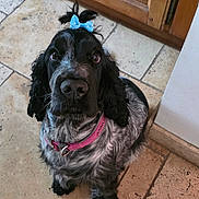 Armonie a rejoint le concours — aidez-le/la à gagner de superbes lots ! dog, spaniel, pet, animal, portrait, sitting, indoors, kitchen, tile_floor, wooden_cabinet, blue_bow, pink_harness, black_and_white_fur, floppy_ears, long_hair, brown_eyes, looking_at_camera, cute, companion_animal, home