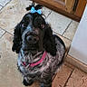 dog, spaniel, pet, animal, portrait, sitting, indoors, kitchen, tile_floor, wooden_cabinet, blue_bow, pink_harness, black_and_white_fur, floppy_ears, long_hair, brown_eyes, looking_at_camera, cute, companion_animal, home