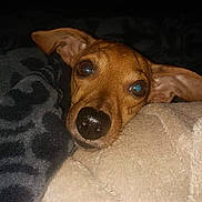 Ginger is registered to the contest to win money with this photo: canidae, caramel_color, carnivore, dachshund, dog, dog_breed, ear, fawn, feist, german_pinscher, mammal, miniature_pinscher, nose, potcake_dog, snout